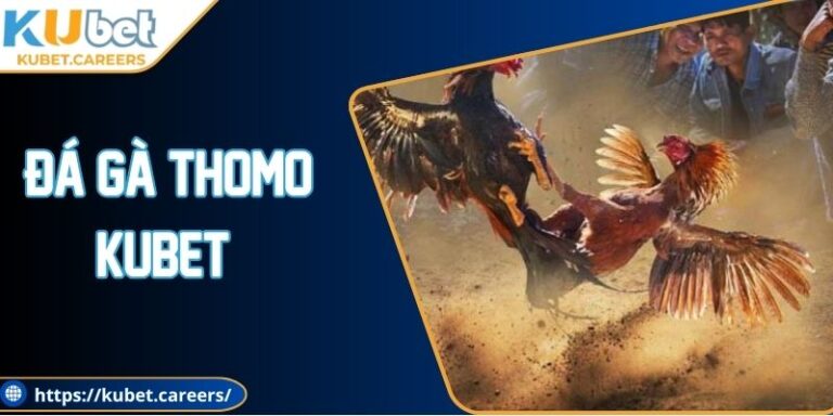 Đá Gà Thomo Kubet - Cá Cược Dễ Thắng, Xem Cực Đã